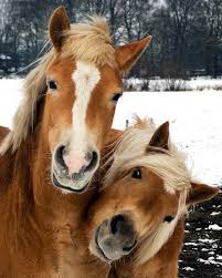 horses